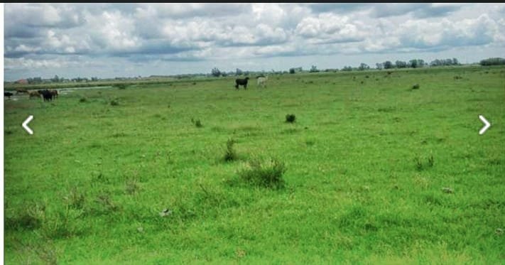 Fazenda - Venda - Br 392 - Rio Grande - RS